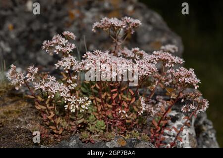 Weiße Fetthenne (Sedum Album) Stockfoto