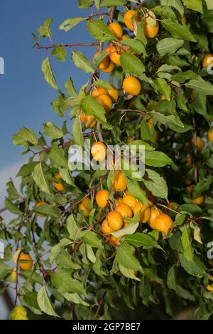 Mirabelle-Pflaume (Prunus domestica subsp. Syriaca) Stockfoto