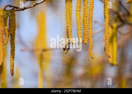 Bestäubung durch Bienen Ohrringe Haselnuss. Blühende Hasel Haselnuss. Hazel Kätzchen auf Zweigen Stockfoto