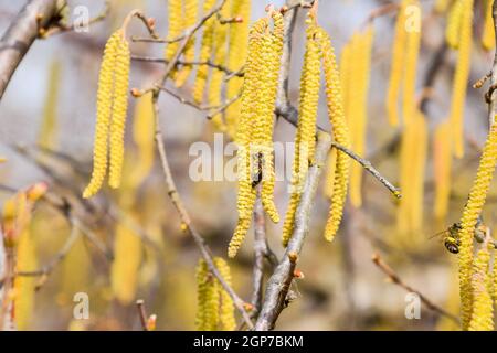 Bestäubung durch Bienen Ohrringe Haselnuss. Blühende Hasel Haselnuss. Hazel Kätzchen auf Zweigen Stockfoto