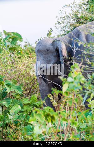 Elefant in Uda Walawe Nationalpark, Sri Lanka Stockfoto