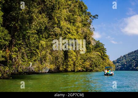 Küstendschungel, Bootsfahrt auf dem Rio Dulce, Guatemala Stockfoto