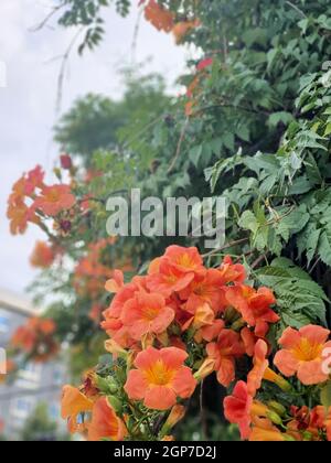 Selektiv von orangen Campsis grandiflora blüht in einem Garten Stockfoto