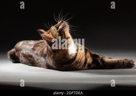 Grau-rot gestromt gefleckte Kurilian Bobtail Katze auf grauem Hintergrund Drinnen im Studio Stockfoto