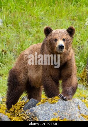 Braunbären, Ford's Terror, Tongass National Forest, Alaska. Stockfoto