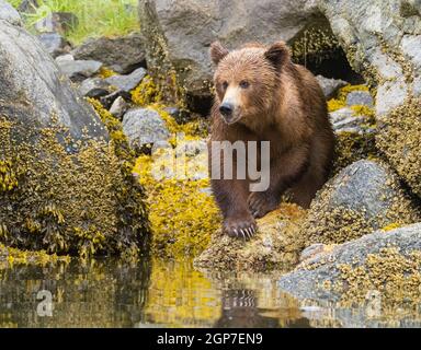 Braunbären, Ford's Terror, Tongass National Forest, Alaska. Stockfoto