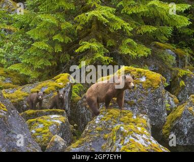 Braunbären, Ford's Terror, Tongass National Forest, Alaska. Stockfoto