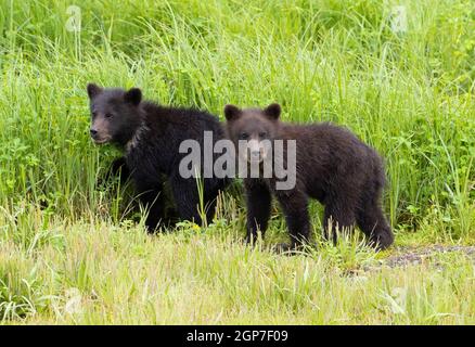 Braunbären, Pack Creek Bear Aussichtsbereich, Tongass National Forest, Alaska. Stockfoto