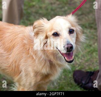 Porträt einer Honig farbigen Hund mit Leine Stockfoto