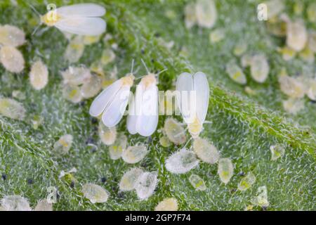 Erwachsene, Larven und Puppen von Glasshouse Whitefly (Trialeurodes vaporariorum) auf der Unterseite der Tomatenblätter. Stockfoto