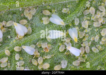 Erwachsene, Larven und Puppen von Glasshouse Whitefly (Trialeurodes vaporariorum) auf der Unterseite der Tomatenblätter. Stockfoto