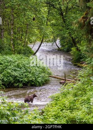 Grizzly Bear und bald Eagle, Pack Creek Bear Observatory, Tongass National Forest, Alaska. Stockfoto