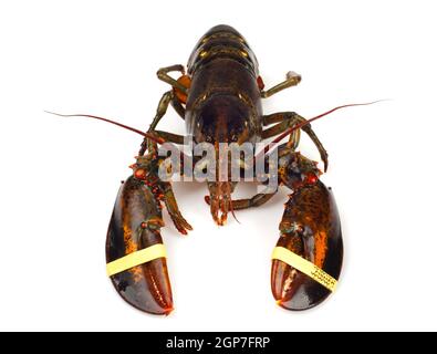 Lebende Hummer isoliert auf weißem Hintergrund Stockfoto