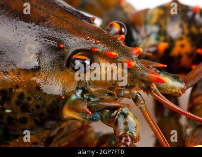 Makroaufnahme einer lebenden Hummer isoliert auf weißem Hintergrund Stockfoto