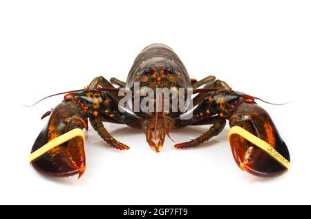 Lebende Hummer isoliert auf weißem Hintergrund Stockfoto