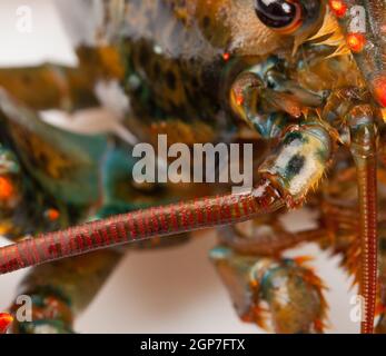 Makroaufnahme einer lebenden Hummer isoliert auf weißem Hintergrund Stockfoto