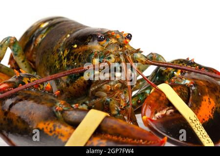 Makroaufnahme einer lebenden Hummer isoliert auf weißem Hintergrund Stockfoto