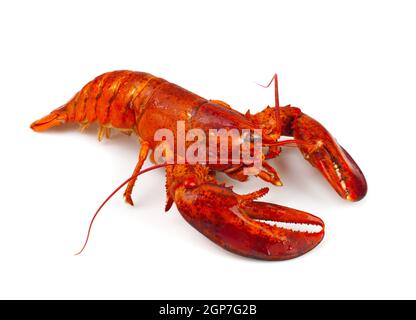 Roten Hummer isoliert auf weißem Hintergrund Stockfoto