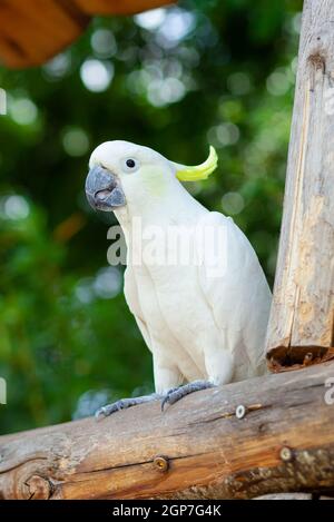 Weißen Schwefel-Crested Cockatoo, Cacatua galerita, portrait Nahaufnahme mit grünem Hintergrund. Stockfoto