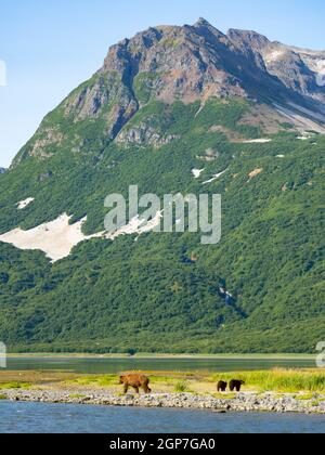 A Brown oder Grizzly Bear, Geographic Harbour, Katmai National Park, Alaska. Stockfoto
