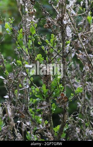 Kastenbaum beschädigt durch Raupen des Kastenmotten (Cydalima perspectalis). Insekt in der Familie Crambidae, eingeführt in Europa. Stockfoto