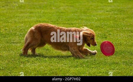 Golden Retriever fangen Frisbee zu spielen, auf dem grünen Rasen. Stockfoto