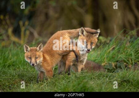 Rotfuchsjungen (Vulpes vulpes) von der Höhle aus erkunden Stockfoto