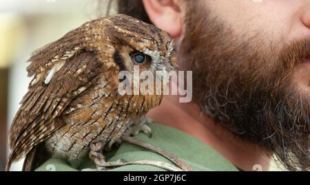 Kleine braune Eule sitzt auf der Schulter des Trainers. Stockfoto