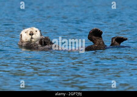 Sea Otter, Kodiak, Alaska. Stockfoto