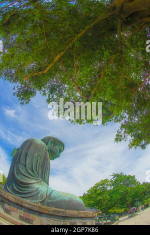 Frühsommer des Großen Buddha von Kamakura, der in frisches Grün gehüllt war. Aufnahmeort: Kamakura, Präfektur Kanagawa Stockfoto