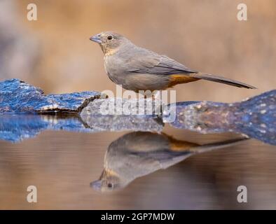 Canyon Towhee, Marana, in der Nähe von Tucson, Arizona. Stockfoto