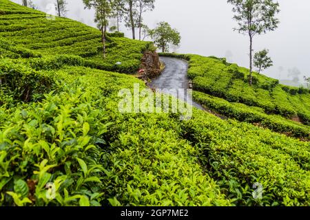 Kurvenreiche Straße und Teeplantagen in Bergen in der Nähe von Haputale, Sri Lanka Stockfoto