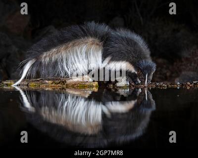 Striped Skunk, Marana, in der Nähe von Tucson, Arizona. Stockfoto