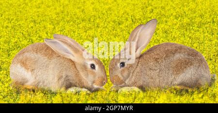 Schlepptau niedlichen Kaninchen verliebt auf blumige Feld Stockfoto