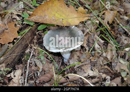 Russulaceae. Sammeln von Pilzen, die unter den herbstlichen Blättern im Wald versteckt sind. Selektiver Fokus. Stockfoto