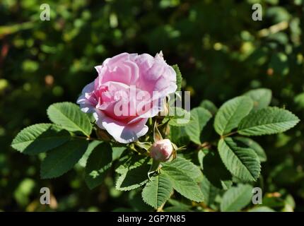 Eine zarte rosa Rosenblüte auf einem Blumenbeet zwischen grünen Blättern. Selektiver Fokus. Stockfoto