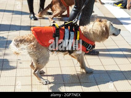 Rettungsschwimmer Hund, Demonstration mit den Hunden in den Pool zu retten. Stockfoto