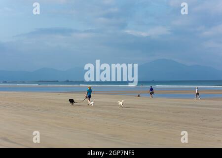 Hundewanderer am Banna Beach, Ardfert, County Kerry, Republik Irland Stockfoto