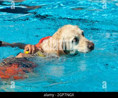 Rettungsschwimmer Hund, Demonstration mit den Hunden in den Pool zu retten. Stockfoto