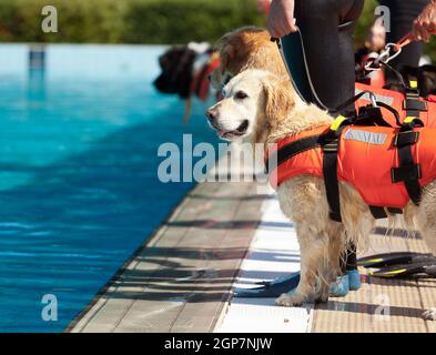 Rettungsschwimmer Hund, Demonstration mit den Hunden in den Pool zu retten. Stockfoto