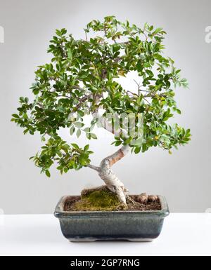 Bonsai-Baum fotografiert im Studio auf grauem Hintergrund Stockfoto