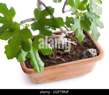 Bonsai Feigenbaum im Studio auf weißem Hintergrund fotografiert Stockfoto