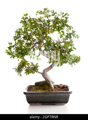 Bonsai-Baum fotografiert im Studio auf weißem Hintergrund Stockfoto