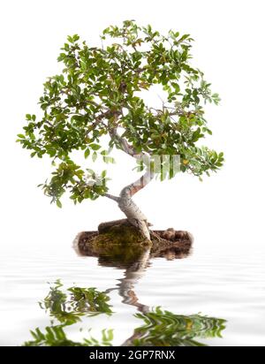 Bonsai-Baum fotografiert im Studio auf weißem Hintergrund Stockfoto