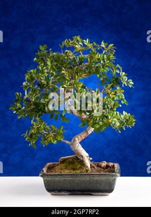 Bonsai-Baum fotografiert im Studio auf blauem Hintergrund Stockfoto