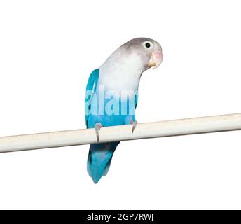 Lovebird (Agapornis Roseicollis blauer Morph) auf dem weißen Hintergrund Stockfoto