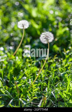 Flauschige Löwenzahn Blume mit reifen Samen in einer grünen Wiese als Hintergrund auf Sommer sonnigen Tag vertikale Ansicht Nahaufnahme Stockfoto