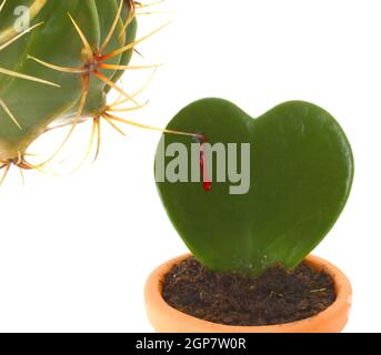 Herzförmige Kaktus und ist von einer anderen Pflanze mit Dornen gestochen. Stockfoto