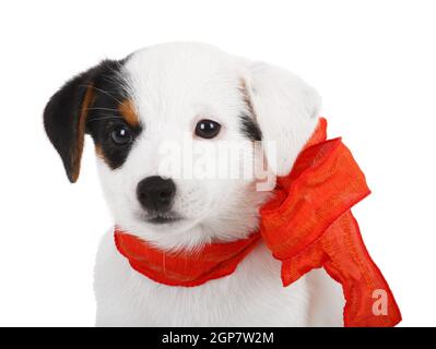 Jack Russell Welpen mit roten Kokarde auf weißem Hintergrund Stockfoto