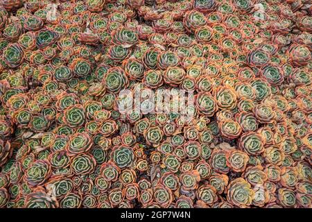 Sukkkkkulente Blumen in einem Garten Stockfoto